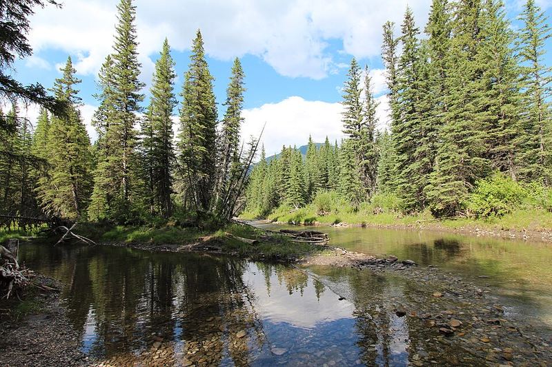 A calm forest pond lined with spruce trees in Kananaskis Country