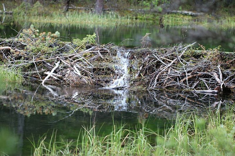 A beaver dam holding back a quiet pond in Kananaskis Country
