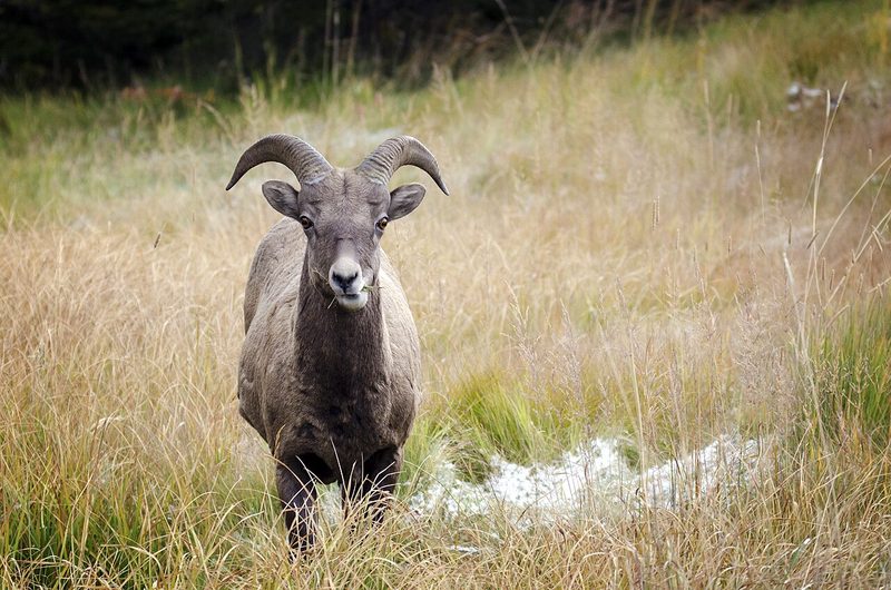 Bighorn sheep standing in autumn grass